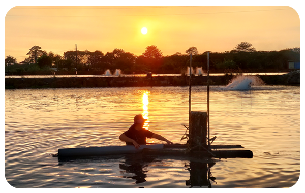 鱸鰻養殖；職人一生的懸念